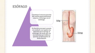 ESÓFAGO
Constituye la tercera porción
del sistema gastrointestinal;
conecta a la faringe con el
estómago.
Su función principal consiste
en conducir con rapidez los
alimentos de la faringe al
estómago, de modo que sus
movimientos peristálticos
apuntan al desempeño de
dicha función
 