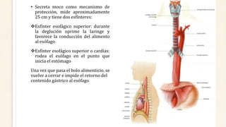 • Secreta moco como mecanismo de
protección, mide aproximadamente
25 cm y tiene dos esfínteres:
Esfínter esofágico superior: durante
la deglución oprime la laringe y
favorece la conducción del alimento
al esófago
Esfínter esofágico superior o cardías:
rodea el esófago en el punto que
inicia el estómago
Una vez que pasa el bolo alimenticio, se
vuelve a cerrar e impide el retorno del
contenido gástrico al esófago
 