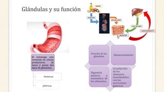 Glándulas y su función
Función de las
glándulas
Almacenamiento
Digestión
química y
enzimática de
los alimentos.
Licuefacción
de los
alimentos
mezclándolos
con las
secreciones
gástricas
El estomago esta
revestido de células
productoras de
moco y posee dos
tipos de glándulas.
Oxínticas
pilóricas
 