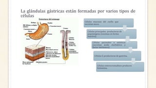 La glándulas gástricas están formadas por varios tipos de
células
Células mucosas del cuello que
secretan moco.
Células principales productoras de
popsinógeno (enzimas en forma
inactiva).
Células parietales u oxínticas
(secretan ácido clorhídrico y
factor intrínseco).
Células G productoras de gastrina.
Células enterocromafines producen
histamina.
 