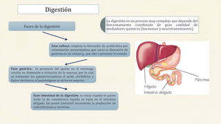 La digestión es un proceso muy complejo que depende del
funcionamiento coordinado de gran cantidad de
mediadores químicos (hormonas y neurotransmisores).
Fases de la digestión
Fase celiaca: empieza la liberación de acetilcolina por
estimulación parasimpática que inicia la liberación de
gastrina en las células g , por oler o presentir la comida
Fase gástrica: la presencia del quimo en el estomago
resulta en distensión e irritación de la mucosa, por lo cual
se estimulan los quimiorreceptores el acido clorhídrico y
factor intrínseco, el pepsinógeno se activa en pepsina
Fase intestinal de la digestión: se inicia cuando el quimo
ácido la de consistencia liquida se vacía en el intestino
delgado, las pared intestinal incrementa la producción de
colecistocinina y secretina
Digestión
 