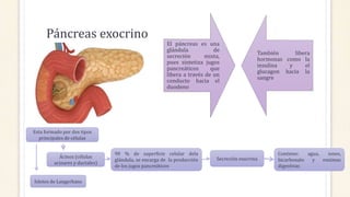 Páncreas exocrino
El páncreas es una
glándula de
secreción mixta,
pues sintetiza jugos
pancreáticos que
libera a través de un
conducto hacia el
duodeno
También libera
hormonas como la
insulina y el
glucagon hacia la
sangre
Esta formado por dos tipos
principales de células
Ácinos (células
acinares y ductales)
Islotes de Langerhans
90 % de superficie celular dela
glándula, se encarga de la producción
de los jugos pancreáticos
Secreción exocrina
Contiene: agua, iones,
bicarbonato y enzimas
digestivas
 
