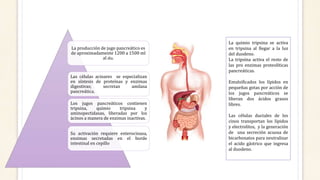 Las células acinares se especializan
en síntesis de proteínas y enzimas
digestivas; secretan amilasa
pancreática.
La producción de jugo pancreático es
de aproximadamente 1200 a 1500 ml
al día.
Los jugos pancreáticos contienen
tripsina, quimio tripsina y
aminopectidasas, liberadas por los
ácinos a manera de enzimas inactivas.
Su activación requiere enterocinasa,
enzimas secretadas en el borde
intestinal en cepillo
La quimio tripsina se activa
en tripsina al llegar a la luz
del duodeno.
La tripsina activa el resto de
las pro enzimas proteolíticas
pancreáticas.
Emulsificados los lípidos en
pequeñas gotas por acción de
los jugos pancreáticos se
liberan dos ácidos grasos
libres.
Las células ductales de los
cinos transportan los lípidos
y electrolitos, y la generación
de una secreción acuosa de
bicarbonatos para neutralizar
el acido gástrico que ingresa
al duodeno.
 