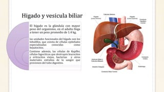 Higado y vesicula biliar
El hígado es la glándula con mayor
peso del organismo, en el adulto llega
a tener un peso promedio de 1.4 kg.
las unidades funcionales del hígado son los
lobulillos, que consta de células epiteliales
especializadas conocidas como
hepatocitos.
Contiene además, las células de Kupffer,
células fagociticas que destruyen leucocitos
y eritrocitos viejos, bacterias y otros
materiales extraños de la sangre que
provienen del tubo digestivo.
 