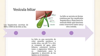 Vesícula biliar
Los hepatocitos secretan de
800 a 1000 ml de bilis al día.
La bilis es una secreción de
color amarillo pardusco o
verde oliva, con pH 7.6 a 8.6;
se compone de agua, sales
biliares, colesterol, lecitina,
iones y pigmentos biliares y
es importante para la
digestión y absorción de los
lípidos en el intestino.
La bilis se secreta en forma
continua por los canalículos
hepatocitos y fluye hacia la
vesícula biliar que funciona
como reservorio entre una y
otra comida.
 
