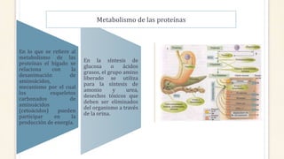 En lo que se refiere al
metabolismo de las
proteínas el hígado se
relaciona con la
desanimación de
aminoácidos,
mecanismo por el cual
los esqueletos
carbonados de
aminoácidos
(cetoácidos) pueden
participar en la
producción de energía.
En la síntesis de
glucosa o ácidos
grasos, el grupo amino
liberado se utiliza
para la síntesis de
amonio y urea,
desechos tóxicos que
deben ser eliminados
del organismo a través
de la orina.
Metabolismo de las proteínas
 