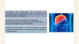 El hígado esta relacionado con el proceso de
destoxificación de sustancias como el etanol y con la
excreción biliar de fármacos.
También participa en la síntesis de proteínas
plasmáticas como la albúmina, las globulinas alfa y
beta, la protrombina y el fibrinógeno.
Modifica químicamente y excreta hormonas tiroideas
y hormonas esteroideas a través de la bilis (estrógenos
y aldosterona).
 
