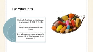 Las vitaminas
El hígado funciona como almacén
de vitaminas A, B12, D, E, y K.
Minerales como el hierro y el
cobre.
Piel y los riñones, participa en la
síntesis de la forma active de la
vitamina D.
 