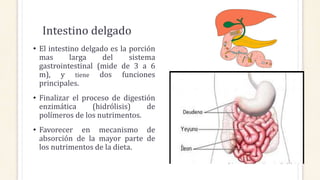 Intestino delgado
• El intestino delgado es la porción
mas larga del sistema
gastrointestinal (mide de 3 a 6
m), y tiene dos funciones
principales.
• Finalizar el proceso de digestión
enzimática (hidrólisis) de
polímeros de los nutrimentos.
• Favorecer en mecanismo de
absorción de la mayor parte de
los nutrimentos de la dieta.
 