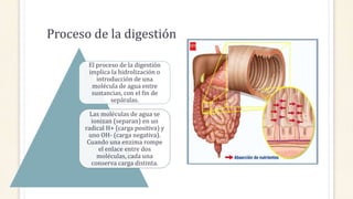 Proceso de la digestión
El proceso de la digestión
implica la hidrolización o
introducción de una
molécula de agua entre
sustancias, con el fin de
sepáralas.
Las moléculas de agua se
ionizan (separan) en un
radical H+ (carga positiva) y
uno OH- (carga negativa).
Cuando una enzima rompe
el enlace entre dos
moléculas, cada una
conserva carga distinta.
 