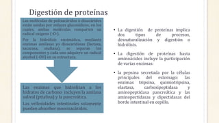 Digestión de proteínas
Las enzimas que hidrolizan a los
hidratos de carbono incluyen la amilasa
salival (ptialina) y la pancreática.
Las vellosidades intestinales solamente
pueden absorber monosacáridos.
Las moléculas de polisacáridos o disacáridos
están unidas por enlaces glucosídicos, en los
cuales, ambas moléculas comparten un
radical oxigeno (-O-).
Por la hidrólisis enzimática, mediante
enzimas amilasas yo disacaridasas (lactasa,
sacarasa, maltasa), se separan los
componentes y cada uno adquiere un radical
alcohol (-OH) en su estructura.
• La digestión de proteínas implica
dos tipos de procesos,
desnaturalización y digestión o
hidrólisis.
• La digestión de proteínas hasta
aminoácidos incluye la participación
de varias enzimas:
• la pepsina secretada por la células
principales del estomago: las
enzimas tripsina, quimiotripsina,
elastasa, carboxipeptidasa y
aminopeptidasa pancreática y las
aminopectidasas y dipectidasas del
borde intestinal en cepillo.
 