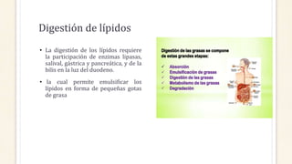 Digestión de lípidos
• La digestión de los lípidos requiere
la participación de enzimas lipasas,
salival, gástrica y pancreática, y de la
bilis en la luz del duodeno.
• la cual permite emulsificar los
lípidos en forma de pequeñas gotas
de grasa
 