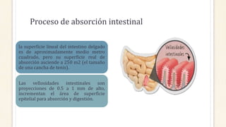Proceso de absorción intestinal
la superficie lineal del intestino delgado
es de aproximadamente medio metro
cuadrado, pero su superficie real de
absorción asciende a 250 m2 (el tamaño
de una cancha de tenis).
Las vellosidades intestinales son
proyecciones de 0.5 a 1 mm de alto,
incrementan el área de superficie
epitelial para absorción y digestión.
 