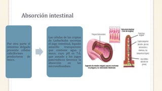 Absorción intestinal
Por otra parte el
intestino delgado
presenta células
caliciformes
productoras de
moco.
Las células de las criptas
de Lieberkuhn secretan
el jugo intestinal, liquido
amarillo transparente
que contiene agua y
moco, cuyo pH es 7.6,
que aunado a los jugos
pancreáticos favorece la
absorción en las
microvellosidaes.
 