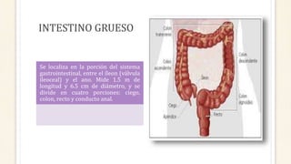 INTESTINO GRUESO
Se localiza en la porción del sistema
gastrointestinal, entre el íleon (válvula
ileoceal) y el ano. Mide 1.5 m de
longitud y 6.5 cm de diámetro, y se
divide en cuatro porciones: ciego,
colon, recto y conducto anal.
 
