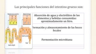 Las principales funciones del intestino grueso son:
Absorción de agua y electrólitos de los
alimentos y bebidas consumidas:
aproximadamente un litro.
Formación y almacenamiento de las heces
fecales
Fermentación microbiana
 