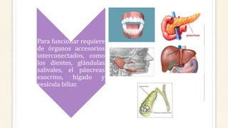 Para funcionar requiere
de órganos accesorios
interconectados, como
los dientes, glándulas
salivales, el páncreas
exocrino, hígado y
vesícula biliar.
 