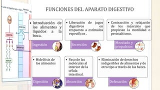 FUNCIONES DEL APARATO DIGESTIVO
• Introducción de
los alimentos y
líquidos a la
boca.
Ingestión
• Liberación de jugos
digestivos en
respuesta a estímulos
específicos .
Secreción
• Contracción y relajación
de los músculos que
propician la motilidad o
peristaltismo.
Mezclado y
propulsion
• Hidrólisis de
los alimentos
Digestión
• Paso de las
moléculas al
interior de la
célula
intestinal.
Absorción
• Eliminación de desechos
indigeribles de alimentos y de
otro tipo a través de las heces.
Defecación
 