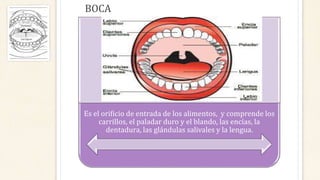 BOCA
Es el orificio de entrada de los alimentos, y comprende los
carrillos, el paladar duro y el blando, las encías, la
dentadura, las glándulas salivales y la lengua.
 