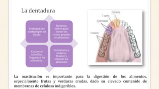 La dentadura
Formada por
cuatro tipos de
piezas:
Incisivos.
Sirven para
cortar los
trozos grandes
de alimentos
Caninos o
colmillos.
Desgarran los
alimentos .
Premolares y
molares.
Muelen y
trituran los
alimentos
La masticación es importante para la digestión de los alimentos,
especialmente frutas y verduras crudas, dado su elevado contenido de
membranas de celulosa indigeribles.
 