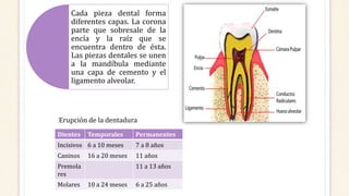 Cada pieza dental forma
diferentes capas. La corona
parte que sobresale de la
encía y la raíz que se
encuentra dentro de ésta.
Las piezas dentales se unen
a la mandíbula mediante
una capa de cemento y el
ligamento alveolar.
Erupción de la dentadura
Dientes Temporales Permanentes
Incisivos 6 a 10 meses 7 a 8 años
Caninos 16 a 20 meses 11 años
Premola
res
11 a 13 años
Molares 10 a 24 meses 6 a 25 años
 