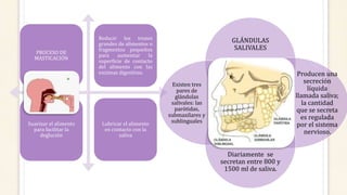PROCESO DE
MASTICACIÓN
Reducir los trozos
grandes de alimentos o
fragmentos pequeños
para aumentar la
superficie de contacto
del alimento con las
enzimas digestivas.
Suavizar el alimento
para facilitar la
deglución
Lubricar el alimento
en contacto con la
saliva
GLÁNDULAS
SALIVALES
Producen una
secreción
líquida
llamada saliva;
la cantidad
que se secreta
es regulada
por el sistema
nervioso.
Diariamente se
secretan entre 800 y
1500 ml de saliva.
Existen tres
pares de
glándulas
salivales: las
parótidas,
submaxilares y
sublinguales
 