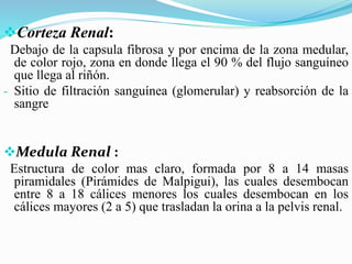Corteza Renal:
Debajo de la capsula fibrosa y por encima de la zona medular,
de color rojo, zona en donde llega el 90 % del flujo sanguíneo
que llega al riñón.
- Sitio de filtración sanguínea (glomerular) y reabsorción de la
sangre
Medula Renal :
Estructura de color mas claro, formada por 8 a 14 masas
piramidales (Pirámides de Malpigui), las cuales desembocan
entre 8 a 18 cálices menores los cuales desembocan en los
cálices mayores (2 a 5) que trasladan la orina a la pelvis renal.
 