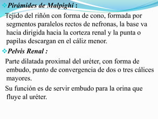 Pirámides de Malpighi :
Tejido del riñón con forma de cono, formada por
segmentos paralelos rectos de nefronas, la base va
hacia dirigida hacia la corteza renal y la punta o
papilas descargan en el cáliz menor.
Pelvis Renal :
Parte dilatada proximal del uréter, con forma de
embudo, punto de convergencia de dos o tres cálices
mayores.
Su función es de servir embudo para la orina que
fluye al uréter.
 