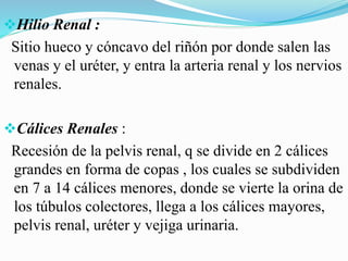 Hilio Renal :
Sitio hueco y cóncavo del riñón por donde salen las
venas y el uréter, y entra la arteria renal y los nervios
renales.
Cálices Renales :
Recesión de la pelvis renal, q se divide en 2 cálices
grandes en forma de copas , los cuales se subdividen
en 7 a 14 cálices menores, donde se vierte la orina de
los túbulos colectores, llega a los cálices mayores,
pelvis renal, uréter y vejiga urinaria.
 