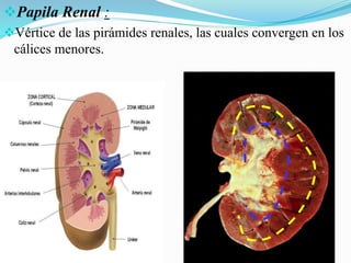 Papila Renal :
Vértice de las pirámides renales, las cuales convergen en los
cálices menores.
 