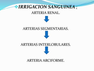 IRRIGACION SANGUINEA :
ARTERIA RENAL.
ARTERIAS SEGMENTARIAS.
ARTERIAS INTERLOBULARES.
ARTERIA ARCIFORME.
 