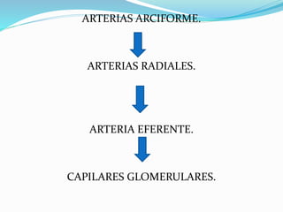 ARTERIAS ARCIFORME.
ARTERIAS RADIALES.
ARTERIA EFERENTE.
CAPILARES GLOMERULARES.
 