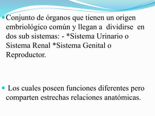 Conjunto de órganos que tienen un origen
embriológico común y llegan a dividirse en
dos sub sistemas: - *Sistema Urinario o
Sistema Renal *Sistema Genital o
Reproductor.
 Los cuales poseen funciones diferentes pero
comparten estrechas relaciones anatómicas.
 