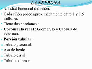 LA NEFRONA.
• Unidad funcional del riñón.
• Cada riñón posee aproximadamente entre 1 y 1.5
millones
• Tiene dos porciones :
- Corpúsculo renal : Glomérulo y Capsula de
bowman.
- Porción tubular :
oTúbulo proximal.
oAsa de henle.
oTúbulo distal.
oTúbulo colector.
 