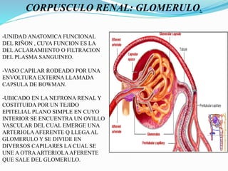 CORPUSCULO RENAL: GLOMERULO.
-UNIDAD ANATOMICA FUNCIONAL
DEL RIÑON , CUYA FUNCION ES LA
DEL ACLARAMIENTO O FILTRACION
DEL PLASMA SANGUINEO.
-VASO CAPILAR RODEADO POR UNA
ENVOLTURA EXTERNA LLAMADA
CAPSULA DE BOWMAN.
-UBICADO EN LA NEFRONA RENAL Y
COSTITUIDA POR UN TEJIDO
EPITELIAL PLANO SIMPLE EN CUYO
INTERIOR SE ENCUENTRA UN OVILLO
VASCULAR DEL CUAL EMERGE UNA
ARTERIOLAAFERENTE Q LLEGAAL
GLOMERULO Y SE DIVIDE EN
DIVERSOS CAPILARES LA CUAL SE
UNE A OTRAARTERIOLAAFERENTE
QUE SALE DEL GLOMERULO.
 