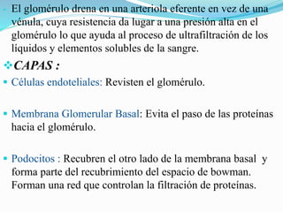 - El glomérulo drena en una arteriola eferente en vez de una
vénula, cuya resistencia da lugar a una presión alta en el
glomérulo lo que ayuda al proceso de ultrafiltración de los
líquidos y elementos solubles de la sangre.
CAPAS :
 Células endoteliales: Revisten el glomérulo.
 Membrana Glomerular Basal: Evita el paso de las proteínas
hacia el glomérulo.
 Podocitos : Recubren el otro lado de la membrana basal y
forma parte del recubrimiento del espacio de bowman.
Forman una red que controlan la filtración de proteínas.
 