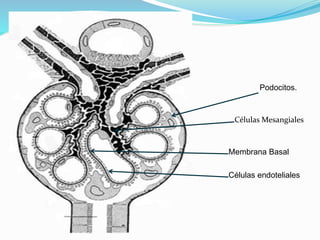Células endoteliales
Membrana Basal
Células Mesangiales
Podocitos.
 