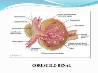 CORUSCULO RENAL
 