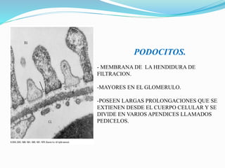 PODOCITOS.
- MEMBRANA DE LA HENDIDURA DE
FILTRACION.
-MAYORES EN EL GLOMERULO.
-POSEEN LARGAS PROLONGACIONES QUE SE
EXTIENEN DESDE EL CUERPO CELULAR Y SE
DIVIDE EN VARIOS APENDICES LLAMADOS
PEDICELOS.
 