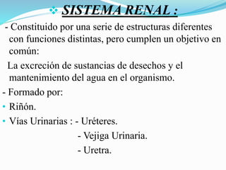  SISTEMA RENAL :
- Constituido por una serie de estructuras diferentes
con funciones distintas, pero cumplen un objetivo en
común:
La excreción de sustancias de desechos y el
mantenimiento del agua en el organismo.
- Formado por:
• Riñón.
• Vías Urinarias : - Uréteres.
- Vejiga Urinaria.
- Uretra.
 