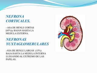 NEFRONA
CORTICALES.
- ASA DE HENLE CORTAS
(85%)y BAJAN HASTA LA
MEDULA EXTERNA.
NEFRONAS
YUXTAGLOMERULARES
-ASA DE HENLE LARGAS (15%)
BAJA HASTA LA MEDULA INTERNA
LLEGANDO AL EXTREMO DE LAS
PAPILAS.
 