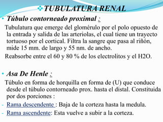 TUBULATURA RENAL
• Túbulo contorneado proximal :
Tubulatura que emerge del glomérulo por el polo opuesto de
la entrada y salida de las arteriolas, el cual tiene un trayecto
tortuoso por el cortical. Filtra la sangre que pasa al riñón,
mide 15 mm. de largo y 55 nm. de ancho.
Reabsorbe entre el 60 y 80 % de los electrolitos y el H2O.
• Asa De Henle :
Túbulo en forma de horquilla en forma de (U) que conduce
desde el túbulo contorneado prox. hasta el distal. Constituida
por dos porciones :
- Rama descendente : Baja de la corteza hasta la medula.
- Rama ascendente: Esta vuelve a subir a la corteza.
 