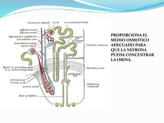 PROPORCIONA EL
MEDIO OSMOTICO
ADECUADO PARA
QUE LA NEFRONA
PUEDA CONCENTRAR
LA ORINA.
 