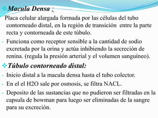 Macula Densa :
Placa celular alargada formada por las células del tubo
contorneado distal, en la región de transición entre la parte
recta y contorneada de este túbulo.
- Funciona como receptor sensible a la cantidad de sodio
excretada por la orina y actúa inhibiendo la secreción de
renina. (regula la presión arterial y el volumen sanguíneo).
Túbulo contorneado distal:
- Inicio distal a la macula densa hasta el tubo colector.
- En el el H2O sale por osmosis, se filtra NACL.
- Deposito de las sustancias que no pudieron ser filtradas en la
capsula de bowman para luego ser eliminadas de la sangre
para su excreción.
 