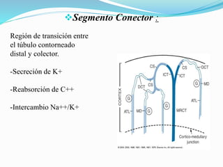 Segmento Conector :
Región de transición entre
el túbulo contorneado
distal y colector.
-Secreción de K+
-Reabsorción de C++
-Intercambio Na++/K+
 