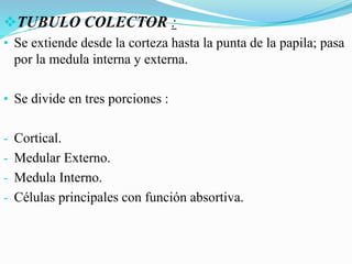 TUBULO COLECTOR :
• Se extiende desde la corteza hasta la punta de la papila; pasa
por la medula interna y externa.
• Se divide en tres porciones :
- Cortical.
- Medular Externo.
- Medula Interno.
- Células principales con función absortiva.
 