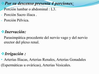 Por su descenso presenta 4 porciones:
- Porción lumbar o abdominal : L3.
- Porción Sacro iliaca .
- Porción Pélvica.
Inervación:
Parasimpática procedente del nervio vago y del nervio
erector del plexo renal.
Irrigación :
• Arterias Iliacas, Arterias Renales, Arterias Gonadales
(Espermáticas u ováricas), Arterias Vesicales.
 