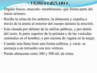 VEJIGA URINARIA :
• Órgano hueco, musculo- membranoso, que forma parte del
tracto urinario.
• Recibe la orina de los uréteres, la almacena y expulsa a
través de la uretra al exterior del cuerpo durante la micción.
• Esta situada por delante de la sínfisis púbicas, y por detrás
del recto, la parte superior de la próstata y de las vesículas
seminales en el hombre; y por encima de vagina en la mujer.
• Cuando esta llena tiene una forma esférica, y vacía se
asemeja a un tetraedro con tres vértices.
• Puede almacenar entre 300 y 500 ml. de orina.
 