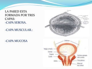 LA PARED ESTA
FORMADA POR TRES
CAPAS:
-CAPA SEROSA.
-CAPA MUSCULAR.:
-CAPA MUCOSA
 
