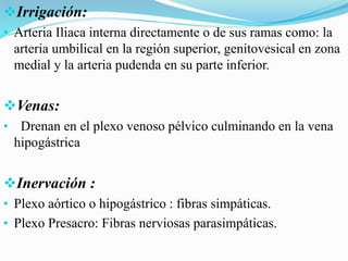 Irrigación:
• Arteria Iliaca interna directamente o de sus ramas como: la
arteria umbilical en la región superior, genitovesical en zona
medial y la arteria pudenda en su parte inferior.
Venas:
• Drenan en el plexo venoso pélvico culminando en la vena
hipogástrica
Inervación :
• Plexo aórtico o hipogástrico : fibras simpáticas.
• Plexo Presacro: Fibras nerviosas parasimpáticas.
 